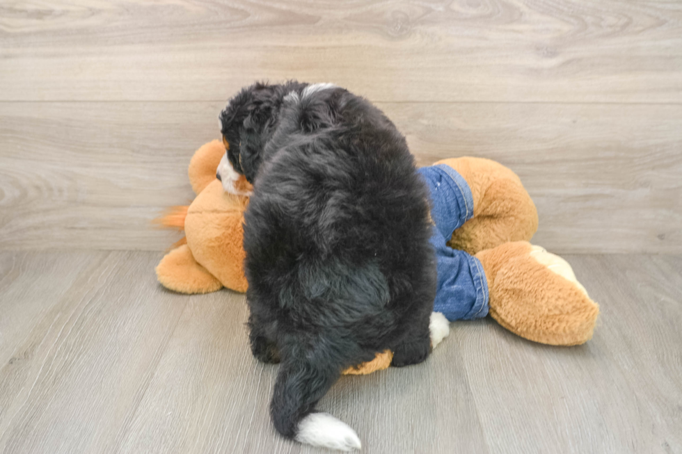 Cute Mini Bernedoodle Baby