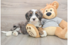 Mini Bernedoodle Pup Being Cute