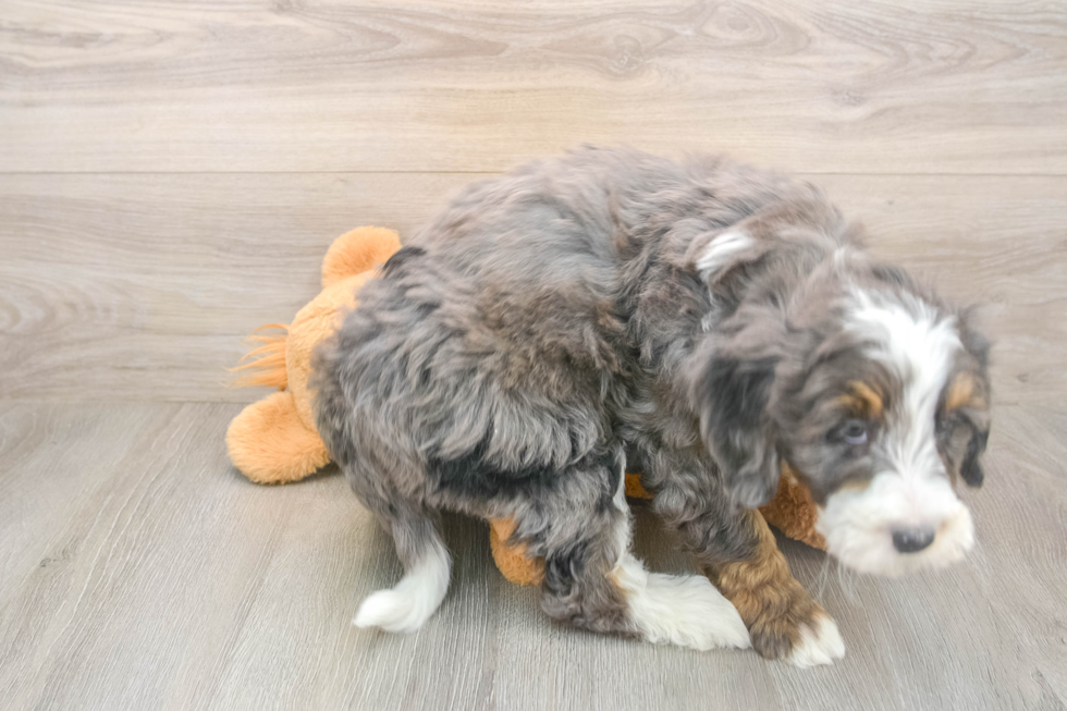 Mini Bernedoodle Puppy for Adoption
