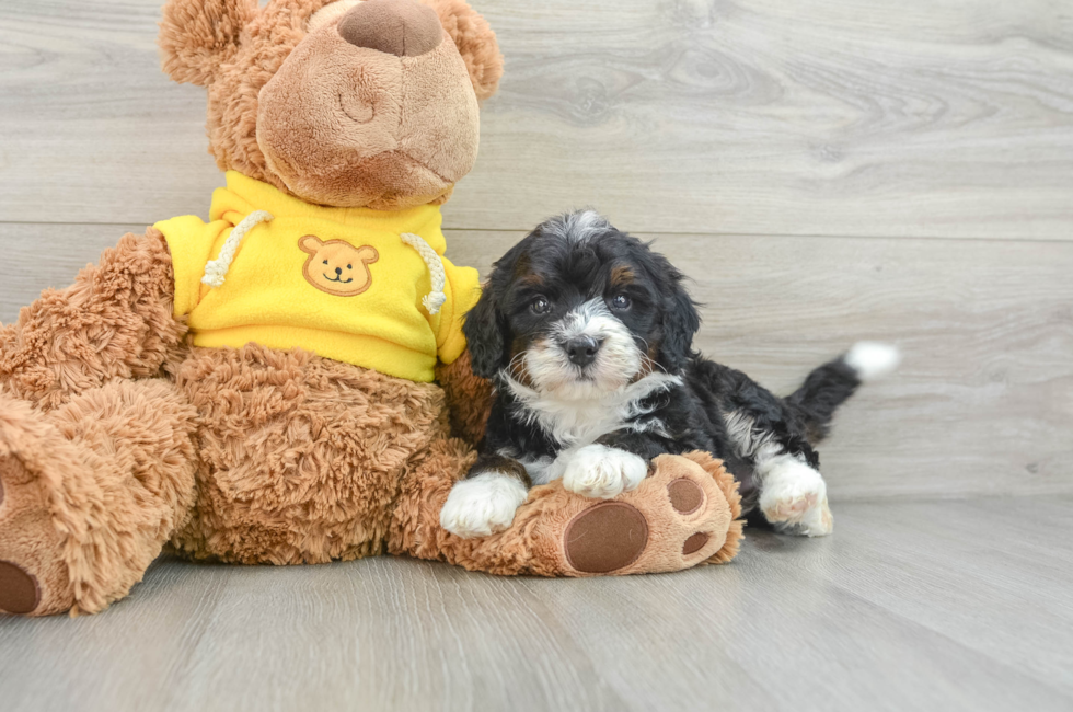 5 week old Mini Bernedoodle Puppy For Sale - Simply Southern Pups