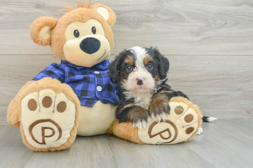 Best Mini Bernedoodle Baby