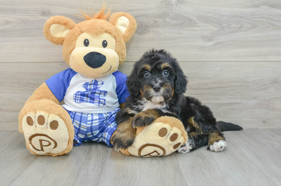 6 week old Mini Bernedoodle Puppy For Sale - Simply Southern Pups