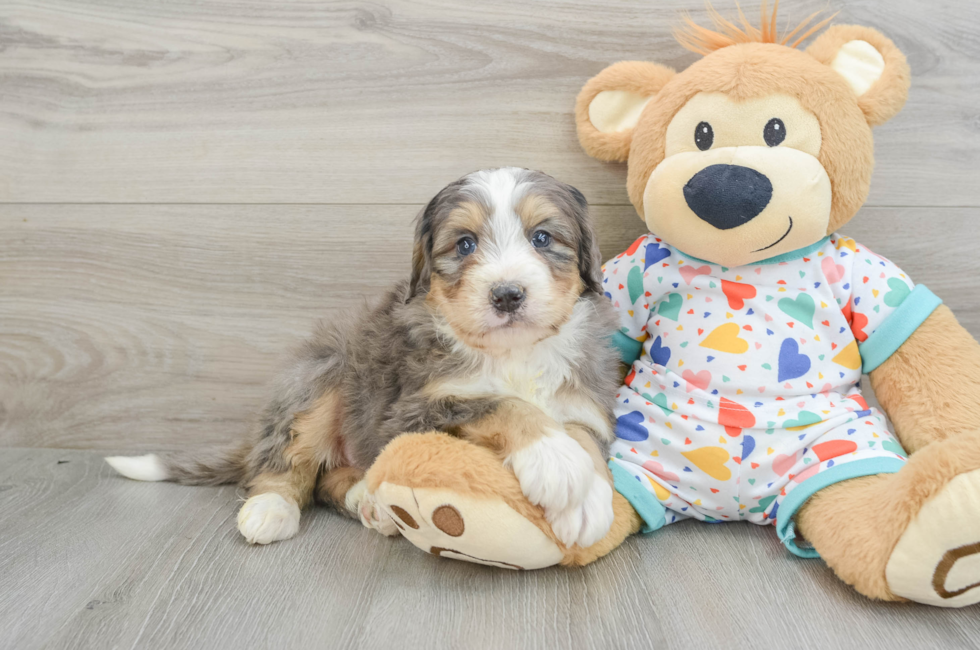 6 week old Mini Bernedoodle Puppy For Sale - Simply Southern Pups