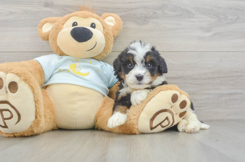 5 week old Mini Bernedoodle Puppy For Sale - Simply Southern Pups