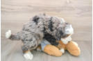 Little Mini Bernese Poodle Poodle Mix Puppy