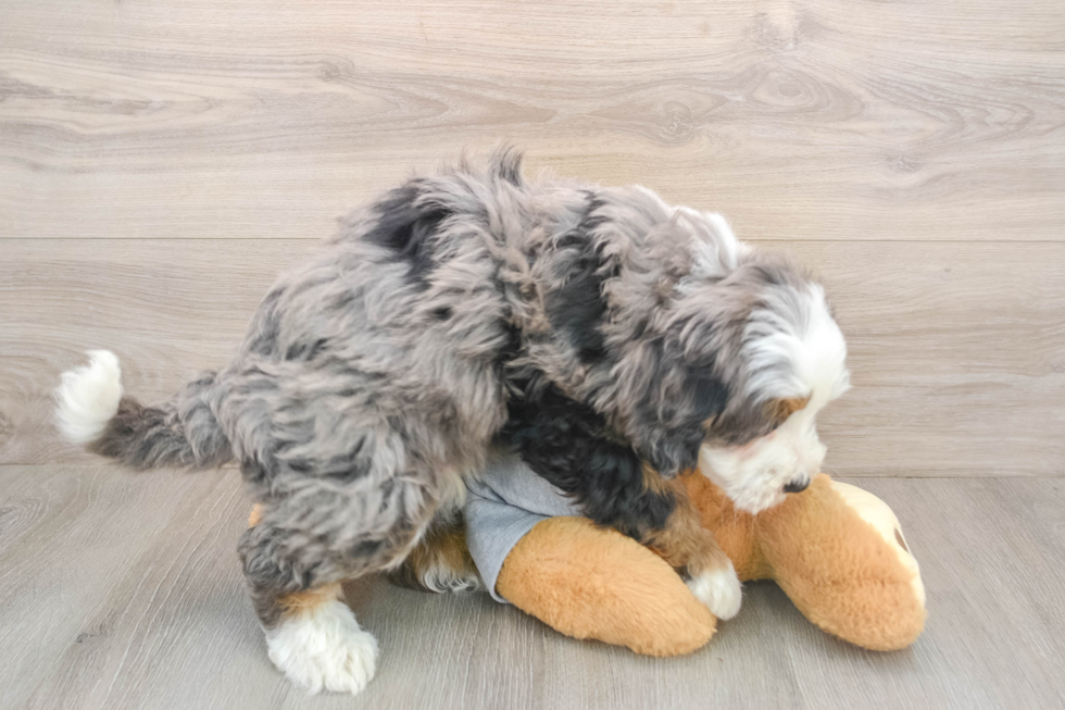 Little Mini Bernese Poodle Poodle Mix Puppy