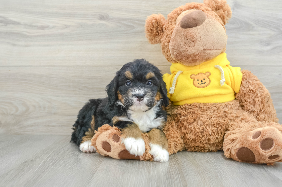 5 week old Mini Bernedoodle Puppy For Sale - Simply Southern Pups