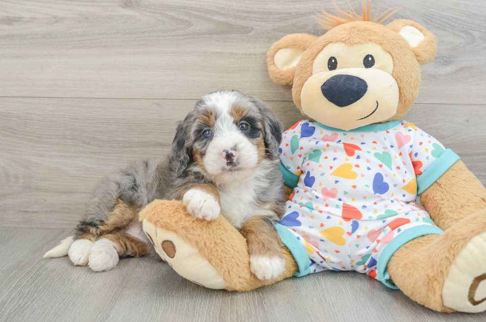 6 week old Mini Bernedoodle Puppy For Sale - Simply Southern Pups