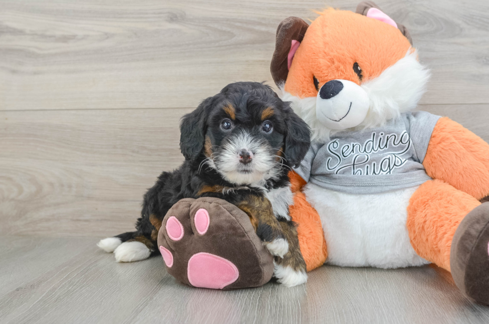 6 week old Mini Bernedoodle Puppy For Sale - Simply Southern Pups