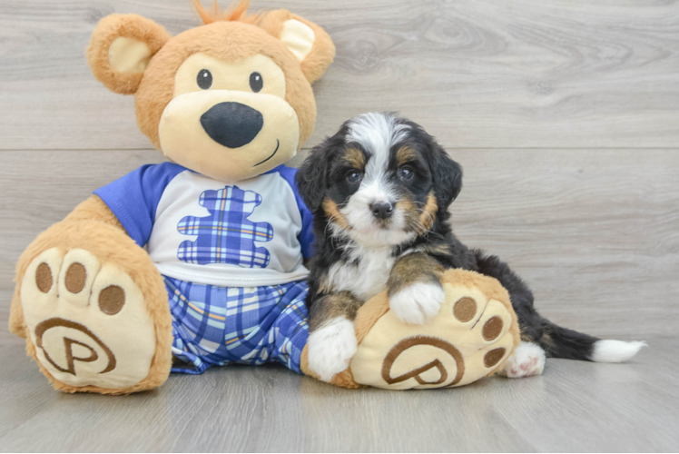 Best Mini Bernedoodle Baby