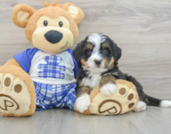 7 week old Mini Bernedoodle Puppy For Sale - Simply Southern Pups
