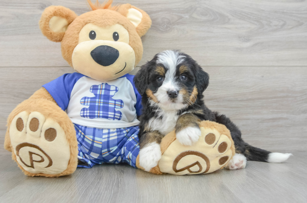 7 week old Mini Bernedoodle Puppy For Sale - Simply Southern Pups