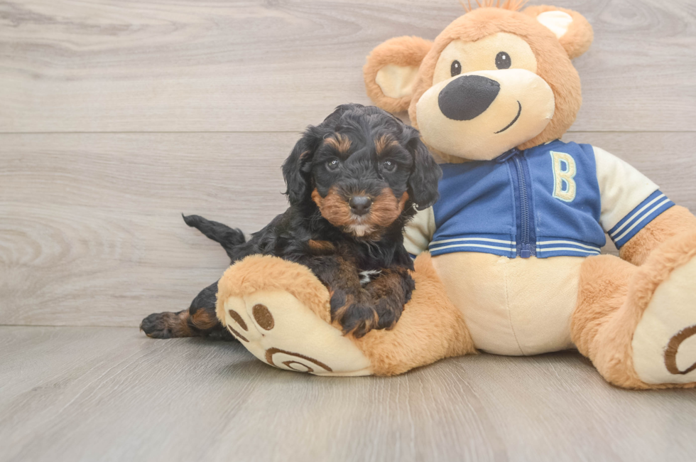 5 week old Mini Bernedoodle Puppy For Sale - Simply Southern Pups