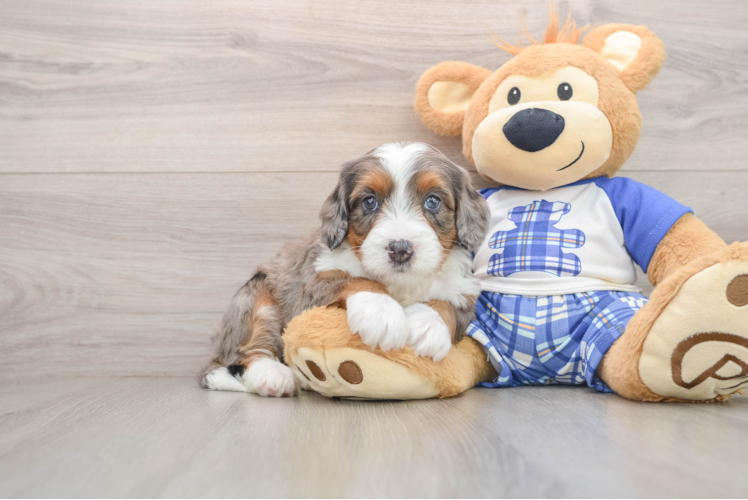 Smart Mini Bernedoodle Poodle Mix Pup