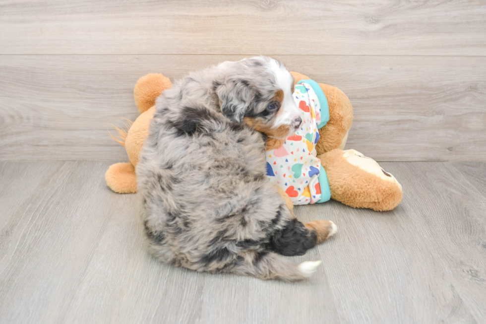 Mini Bernedoodle Pup Being Cute