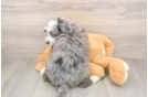 Sweet Mini Bernedoodle Baby
