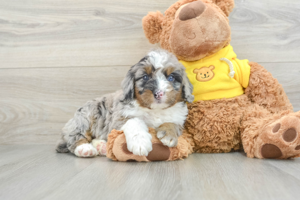 Mini Bernedoodle Pup Being Cute