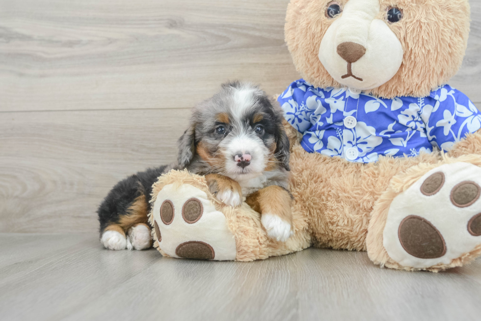 Best Mini Bernedoodle Baby