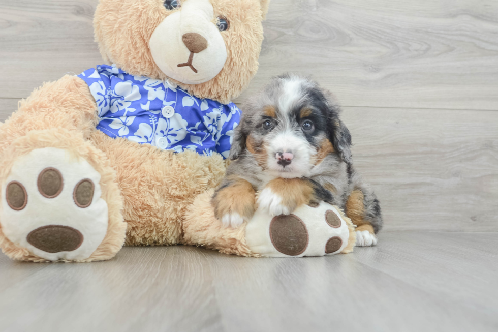 Best Mini Bernedoodle Baby