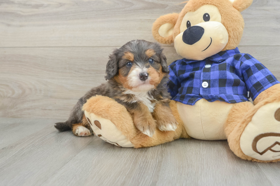 Small Mini Bernedoodle Baby