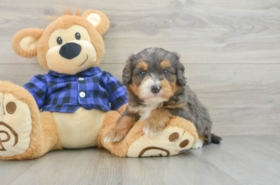 5 week old Mini Bernedoodle Puppy For Sale - Simply Southern Pups