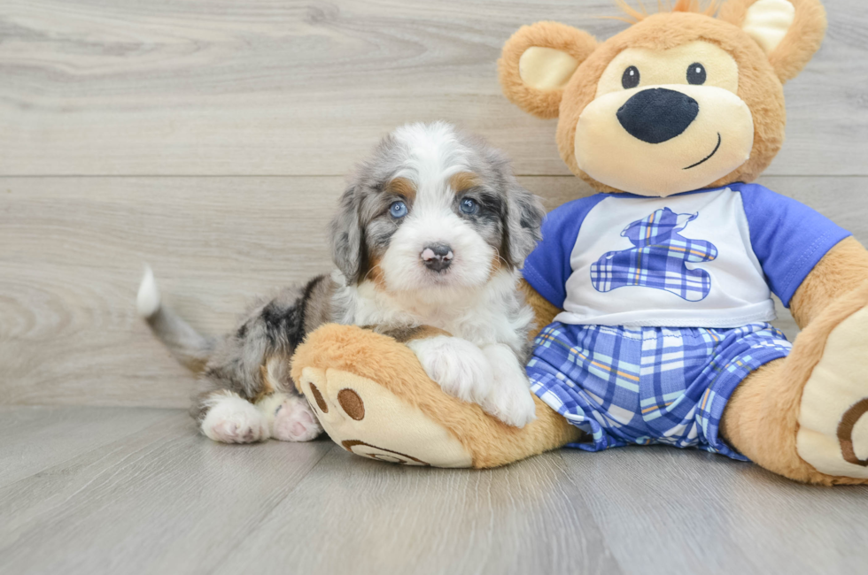 6 week old Mini Bernedoodle Puppy For Sale - Simply Southern Pups