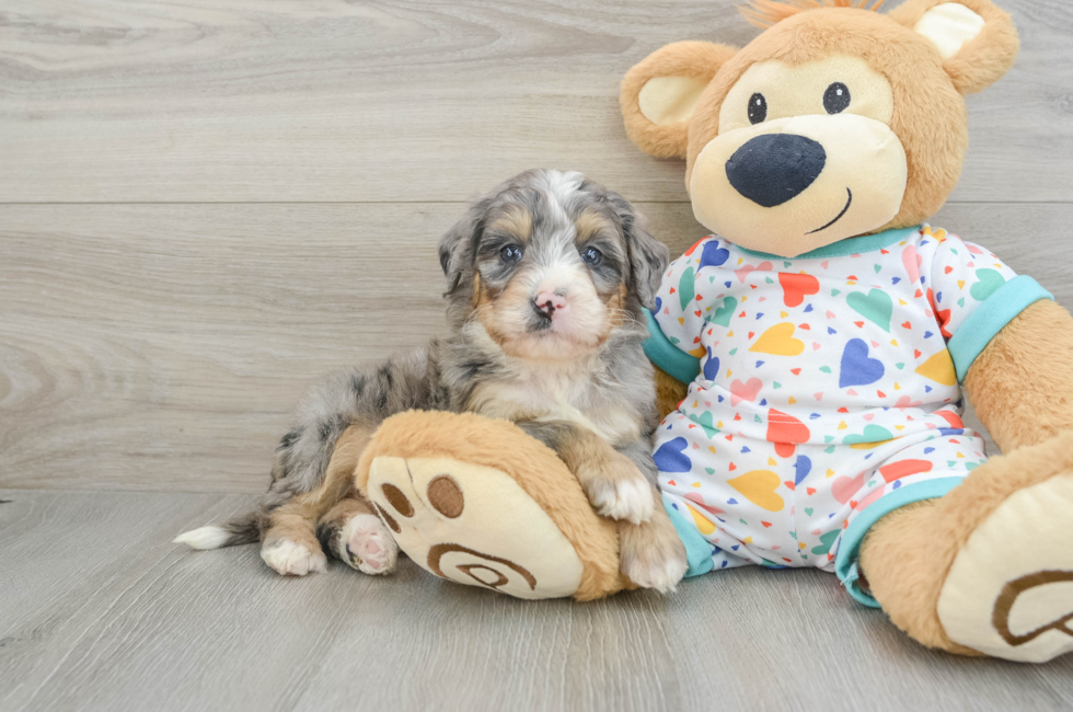 6 week old Mini Bernedoodle Puppy For Sale - Simply Southern Pups