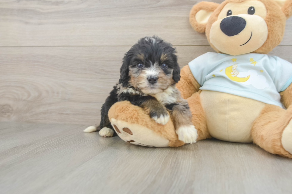 5 week old Mini Bernedoodle Puppy For Sale - Simply Southern Pups