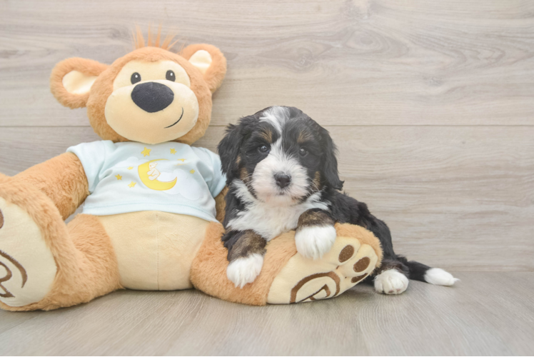 Cute Mini Bernedoodle Baby