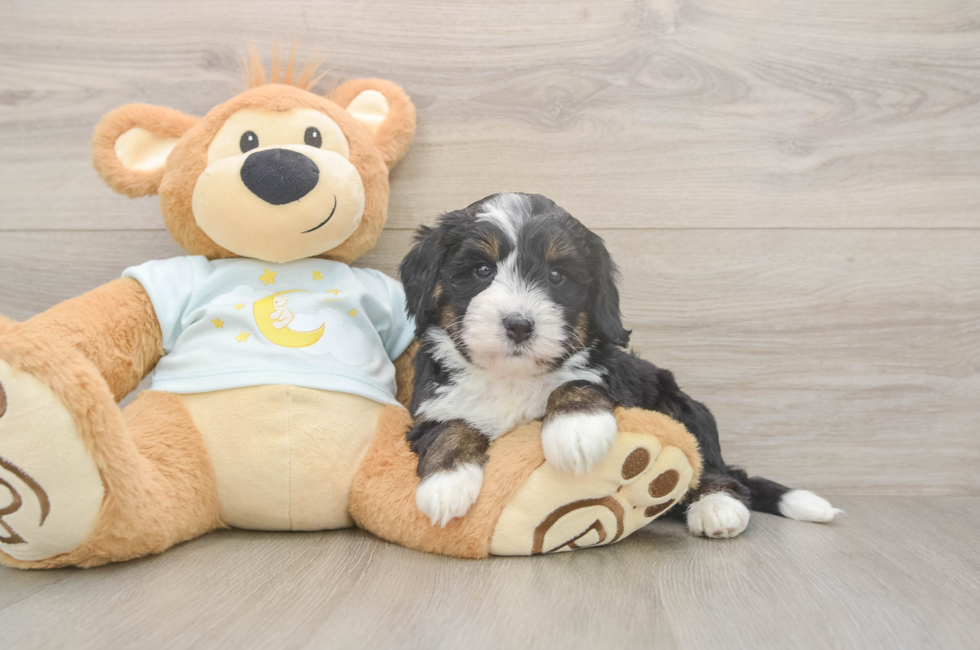 5 week old Mini Bernedoodle Puppy For Sale - Simply Southern Pups