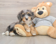 8 week old Mini Bernedoodle Puppy For Sale - Simply Southern Pups