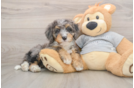 Smart Mini Bernedoodle Poodle Mix Pup