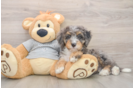 Popular Mini Bernedoodle Poodle Mix Pup