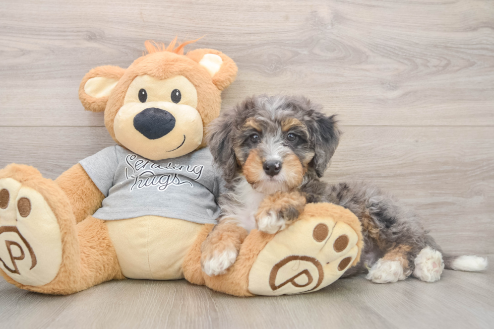 Popular Mini Bernedoodle Poodle Mix Pup