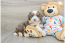 Friendly Mini Bernedoodle Baby