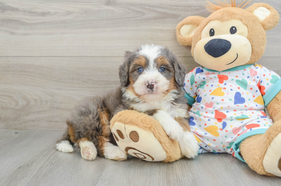 6 week old Mini Bernedoodle Puppy For Sale - Simply Southern Pups