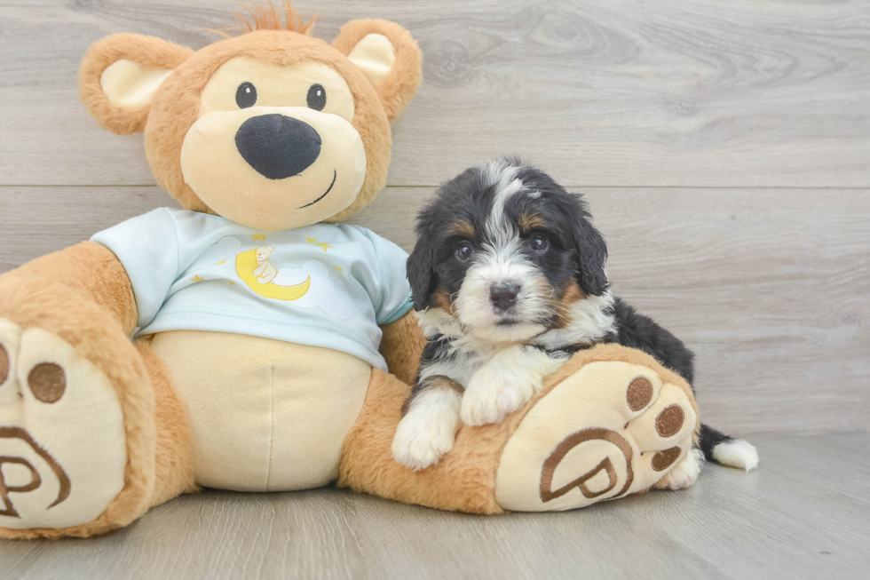 Popular Mini Bernedoodle Poodle Mix Pup