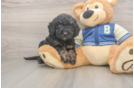 Petite Mini Bernedoodle Poodle Mix Pup