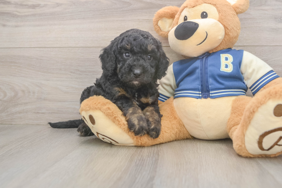Petite Mini Bernedoodle Poodle Mix Pup