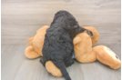 Best Mini Bernedoodle Baby