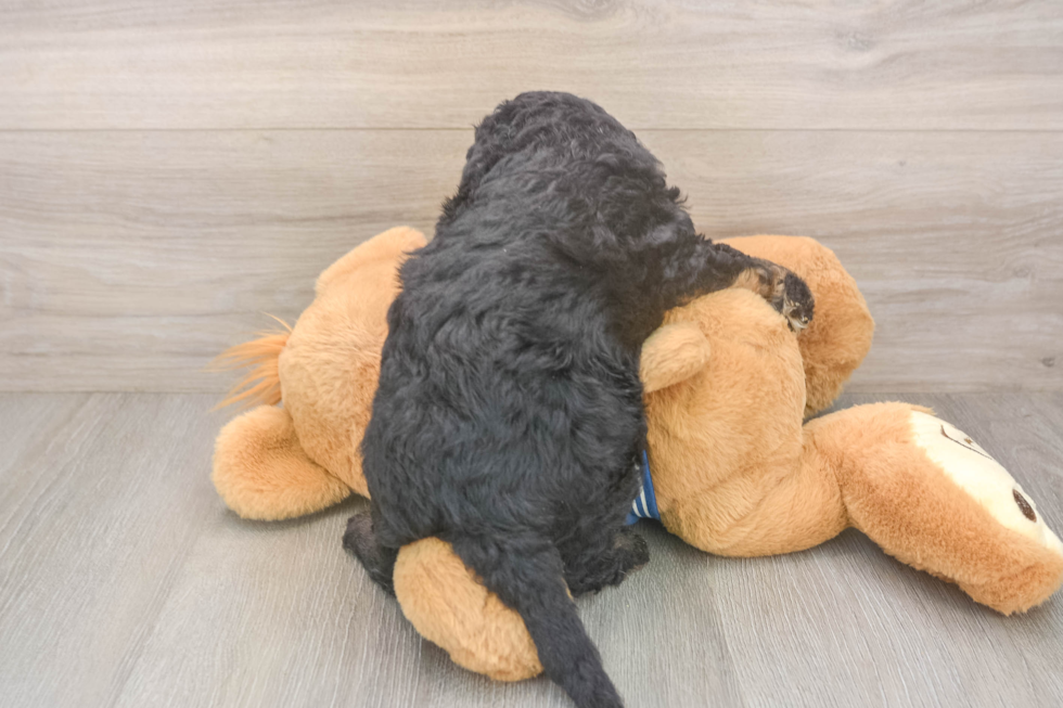 Best Mini Bernedoodle Baby