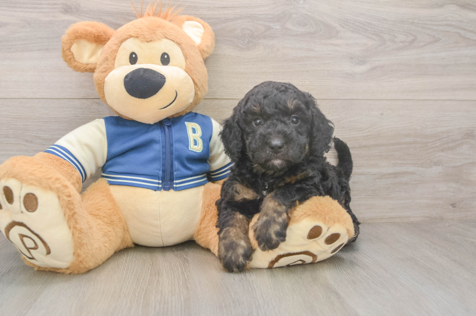 5 week old Mini Bernedoodle Puppy For Sale - Simply Southern Pups