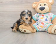 8 week old Mini Bernedoodle Puppy For Sale - Simply Southern Pups