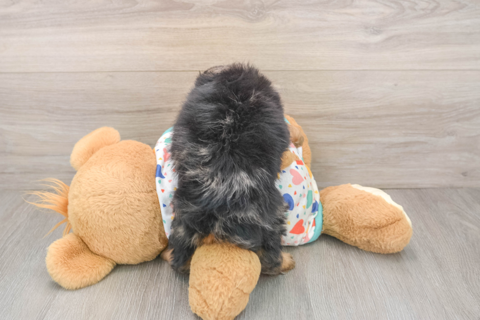 Smart Mini Bernedoodle Poodle Mix Pup