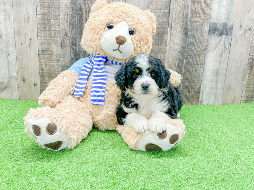 Energetic Mini Berniedoodle Poodle Mix Puppy