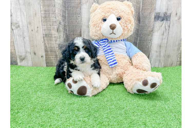Best Mini Bernedoodle Baby