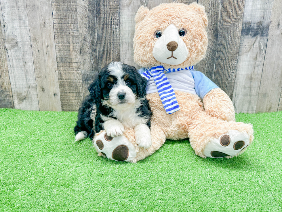 Adorable Mini Berniedoodle Poodle Mix Puppy