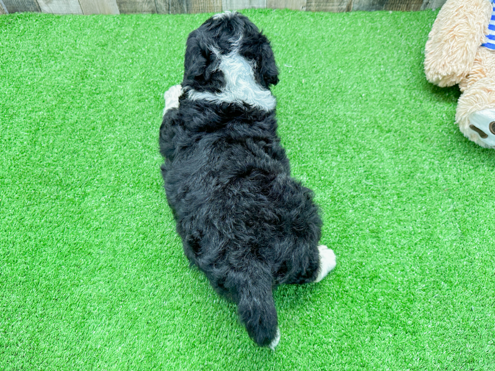 Best Mini Bernedoodle Baby