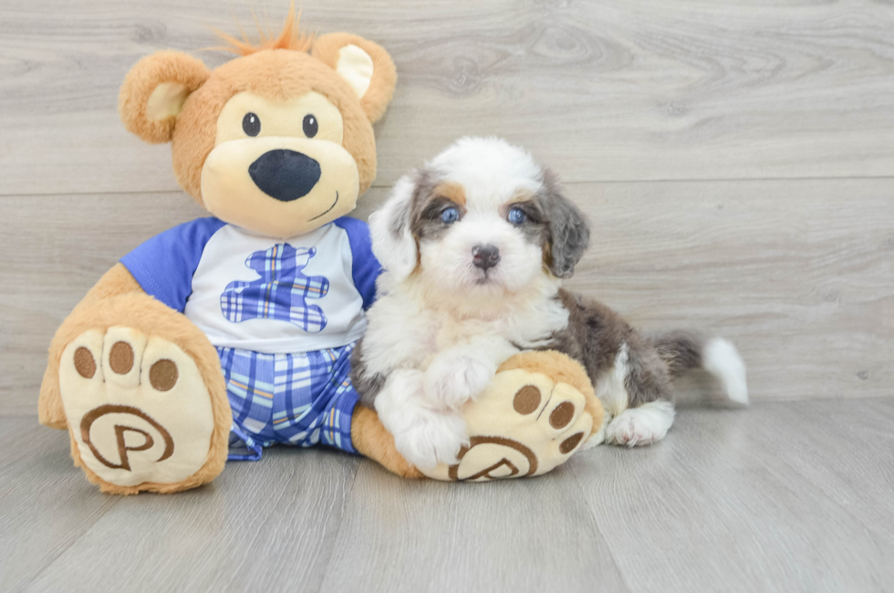 6 week old Mini Bernedoodle Puppy For Sale - Simply Southern Pups