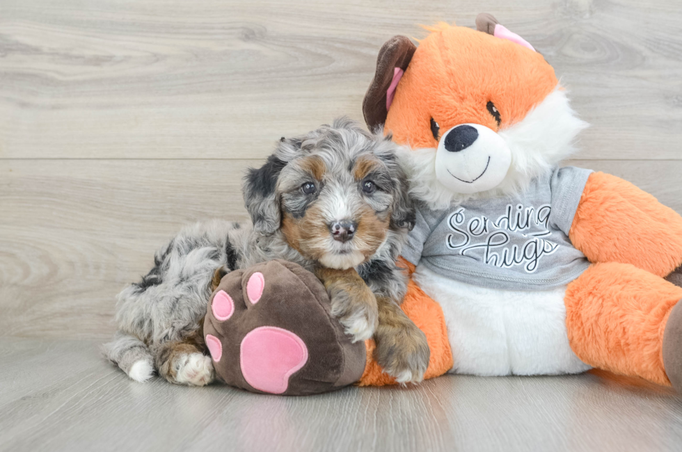 6 week old Mini Bernedoodle Puppy For Sale - Simply Southern Pups